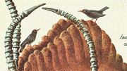 Tick bird families