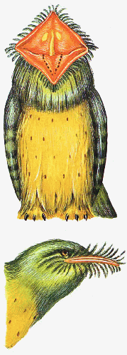Flower faced potoo