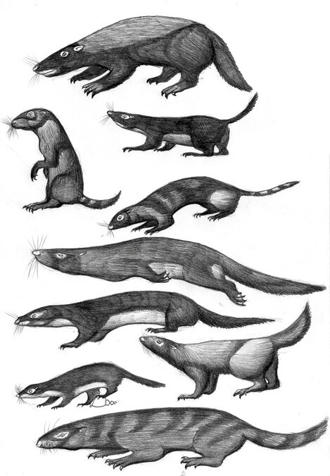 Deltatheridian mustelids