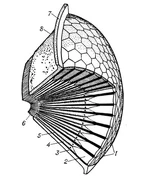General anatomy of a compound eye. 1: corneas; 2: lens; 4: photoreceptor cells.