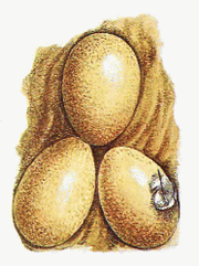 Long legged quail eggs
