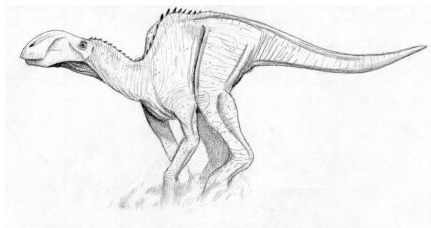 Cranitusallos.jpg