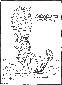 The Armor-Tailed Slime Snouter.