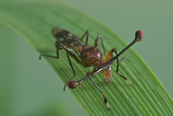 Teleopsis dalmanni