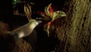 Spitfire tree flower.png