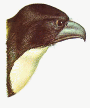 Hawk whislter