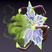 Toxic Flower Icon