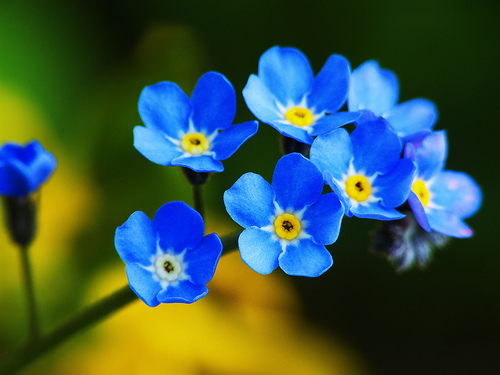 Forget Me Not Spell Magic Wiki Fandom Forget Me Not Spell Magic Wiki Fandom