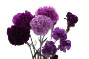 Carnation-purple