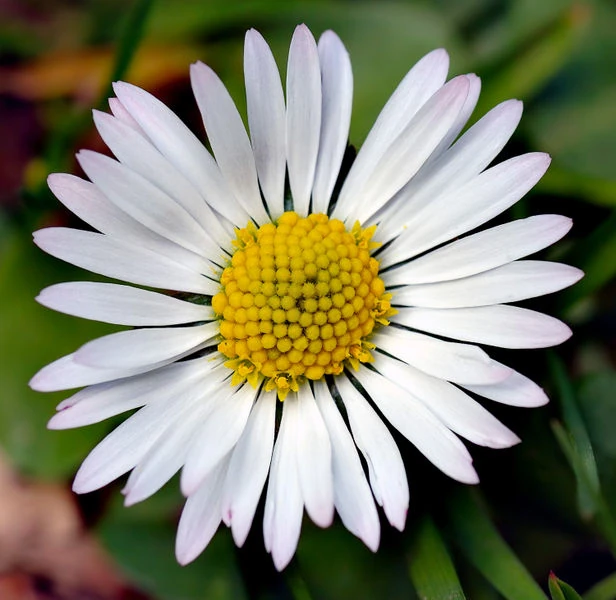 Daisy Spell Magic Wiki Fandom