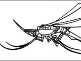 Wasp