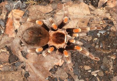 800px-Brachypelma smithi 0001 L