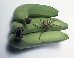 A specimen of Heteropoda venatoria on bananas, a harmless species of 'huntsman spider' often mistaken for Phoneutria