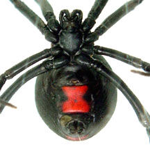 Black Widow (Latrodectus), Spidapedia Wiki