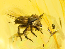 800px-Jumping spider in amber