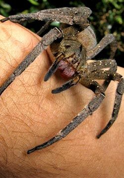 brazilian wandering spider size