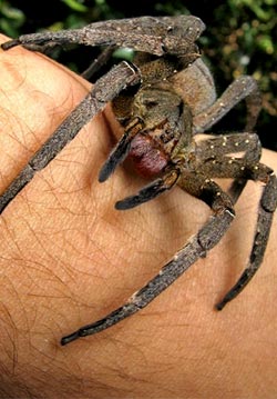 Brazilian wandering spider