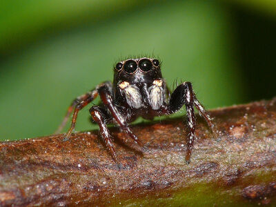 pale jumping spider