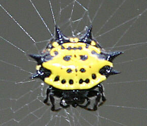 crab spider florida