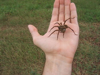 wolf spider eyes glow