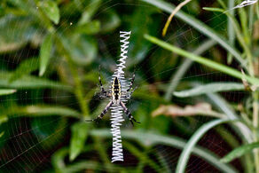 800px-Yellow garden spider zig zag web