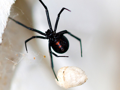 Black Widow Spider (Latrodectus) 