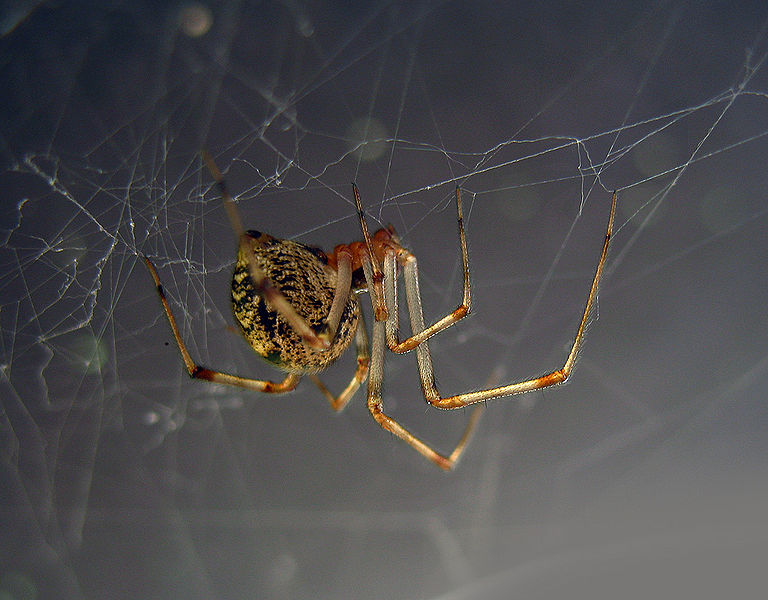 American House Spider