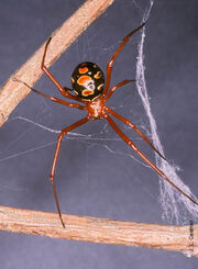 Latrodectus.bishopi