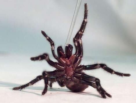 Sydney funnel-web spider - Wikipedia