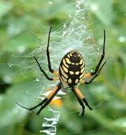 A garden spider