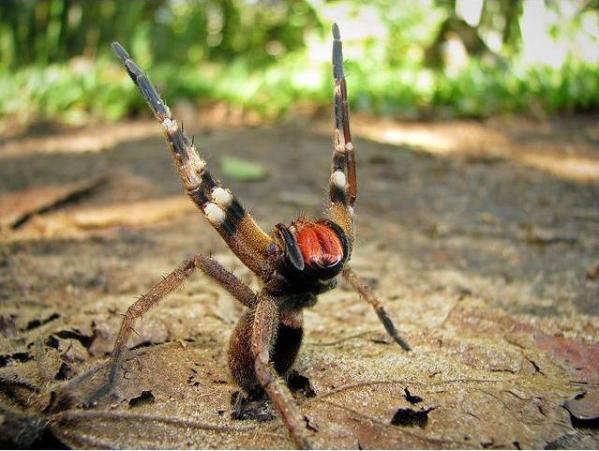 Pterinochilus murinus - Defensive pose : r/tarantulas