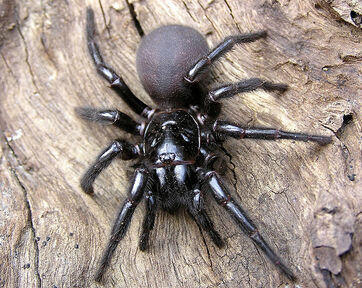 Australian funnel-web spider - Wikipedia