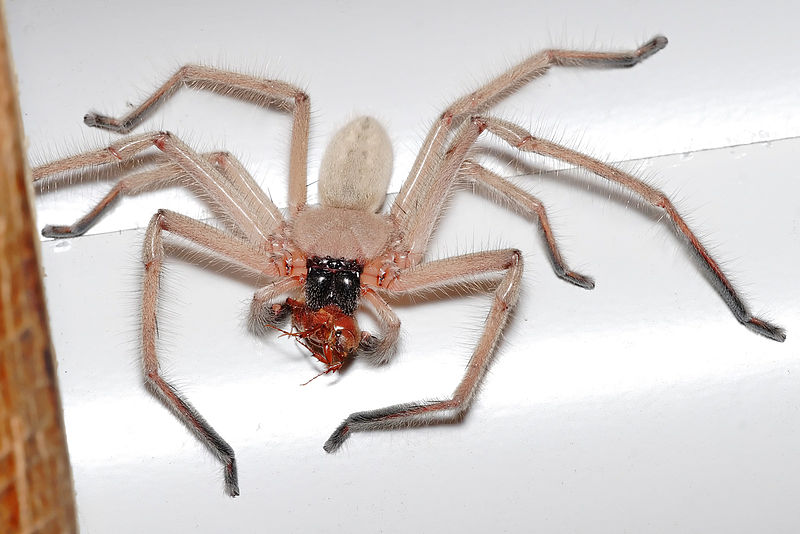 giant crab spider bite