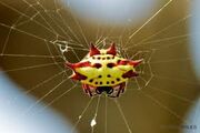 A kite spider 4