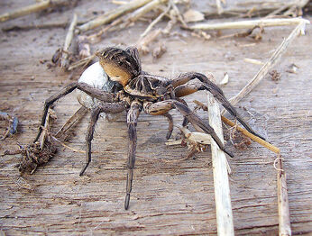 792px-Wolf spider&egg sac