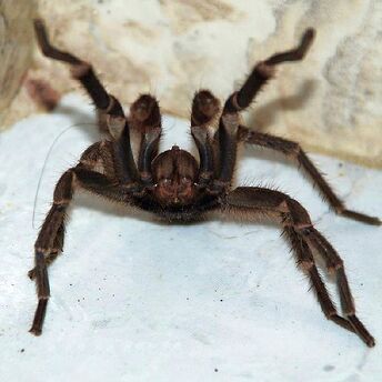 600px-Tarantula, Attacking Position, Photo by Sascha Grabow