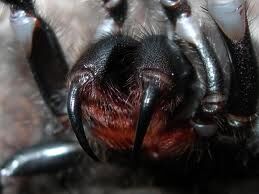 Australian funnel-web spider - Wikipedia