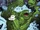 Bruce Banner (Earth-19919)