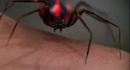 Genetically engineered super spider