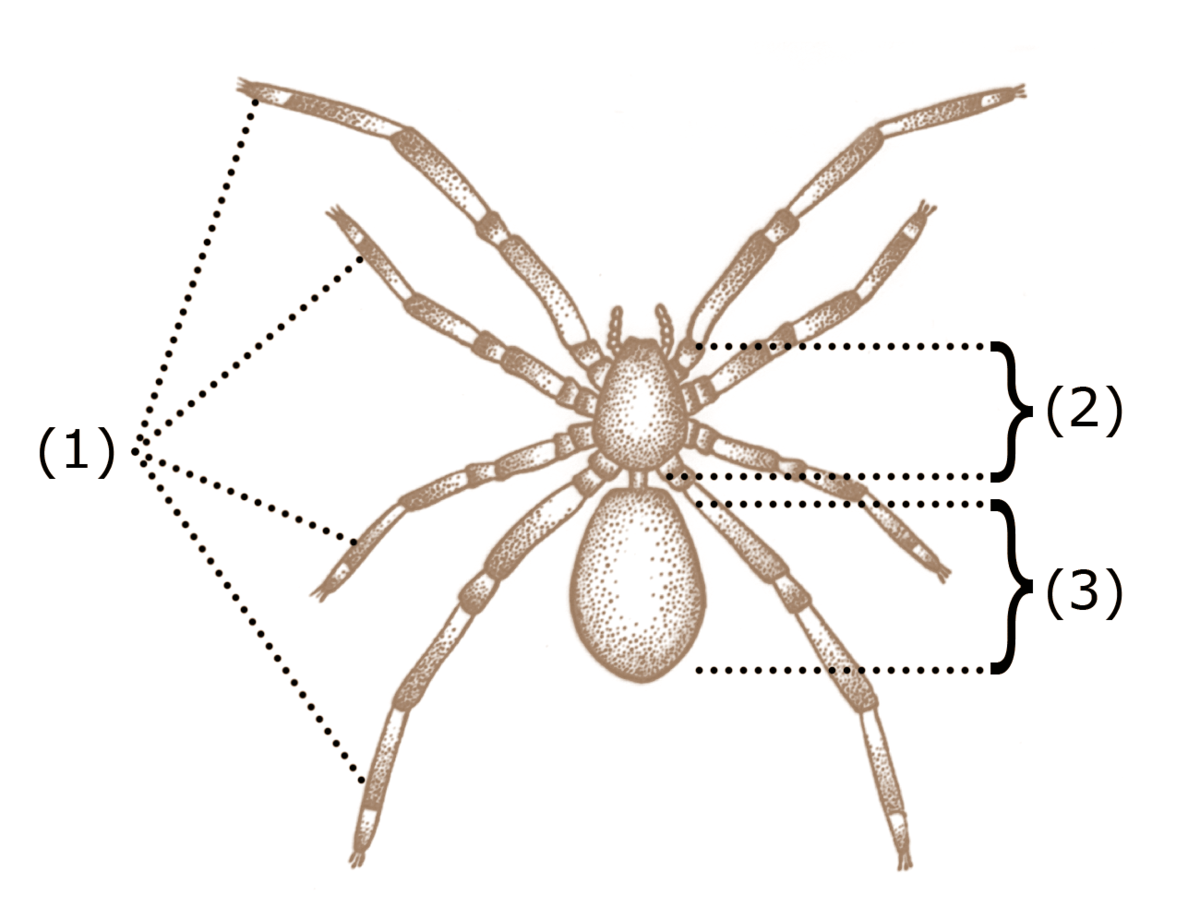 Glossary of spider terms - Wikipedia