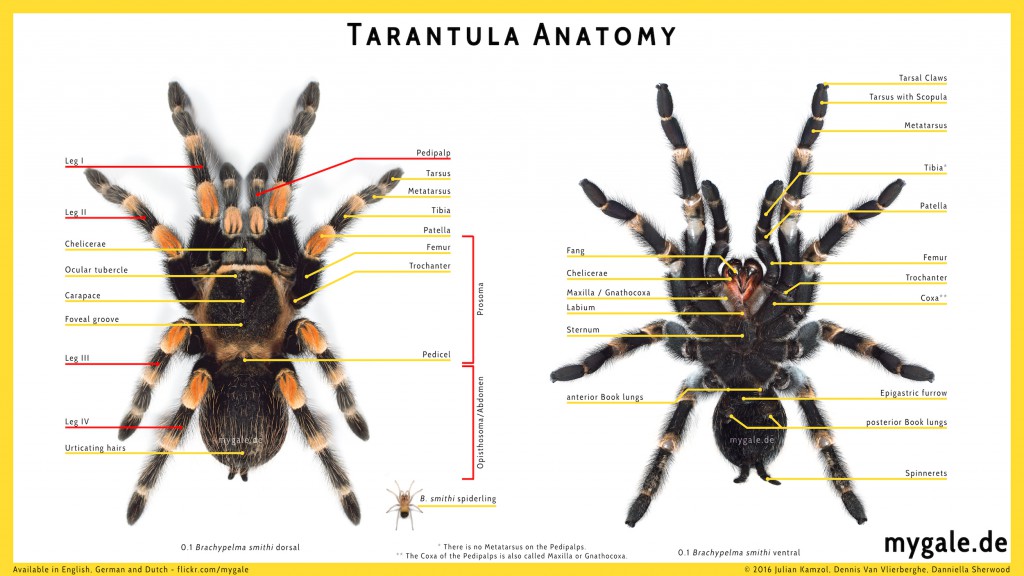 Spider Anatomy: The Different Parts Of A Spider