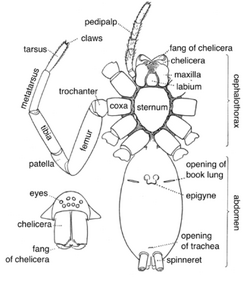 Spider anatomy - Wikipedia