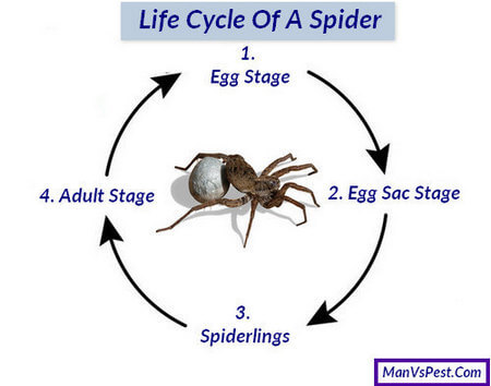 Life Cycle Of An Spider