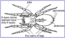 Glossary of spider terms - Wikipedia