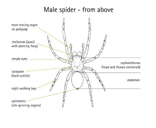 Spiders - The Australian Museum