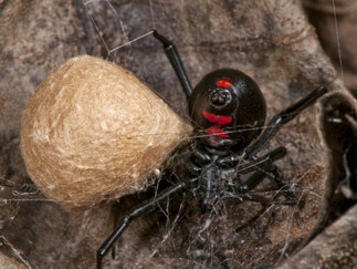 black widow life cycle