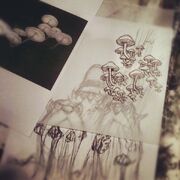 Shrooms-1-