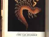 Salamander