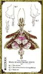 Moth-winged Orchid Sprite