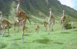 Gallimimus-herd